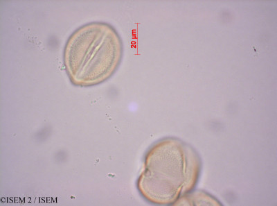 ISEM 2/Elephantorrhiza_suffruticosa_43213/Elephantorrhiza_suffruticosa_43213_0001(copy)_thumb.jpg